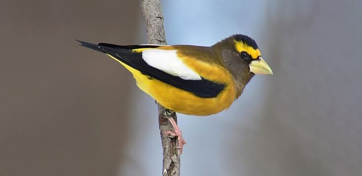 Evening Grosbeak