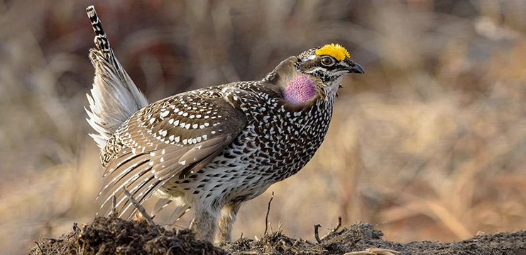 Sharp-tailed Grouse