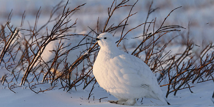 Willow Ptarmigan