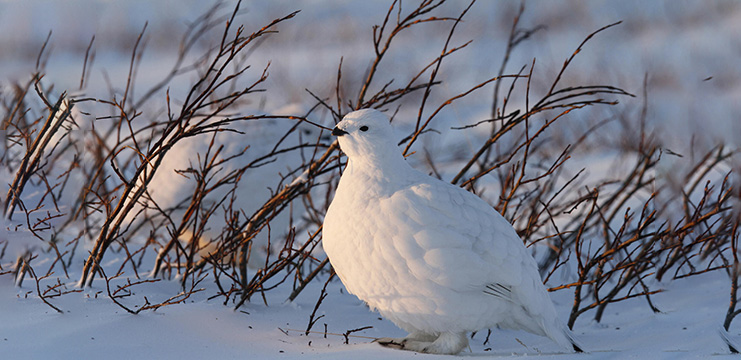 Willow Ptarmigan