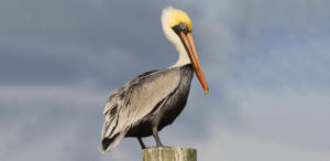 Brown Pelican