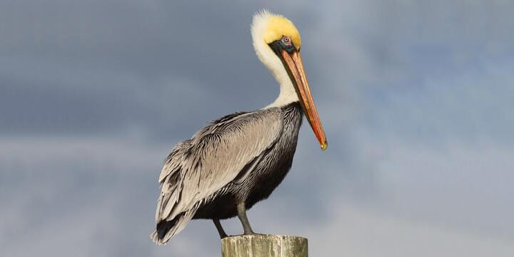 brown-pelican Brown Pelican