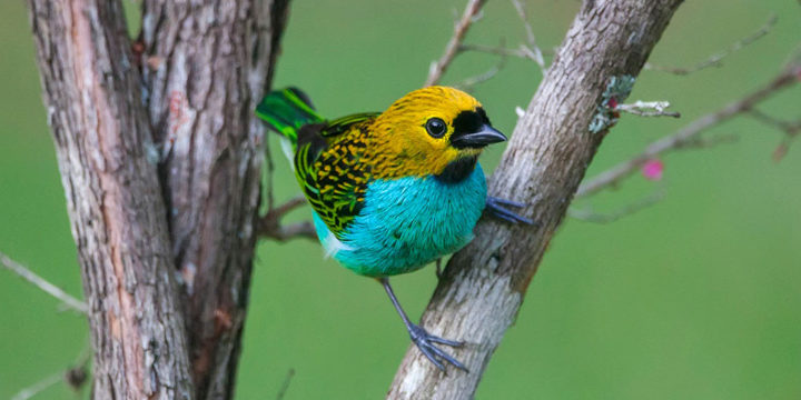 Gilt-edged Tanager