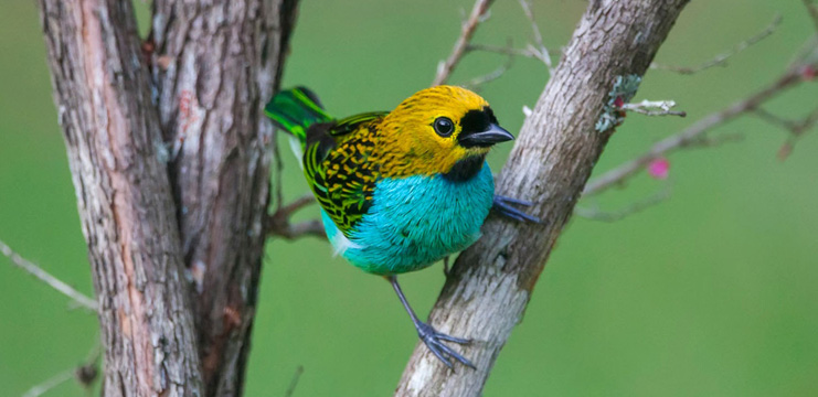 Gilt-edged Tanager