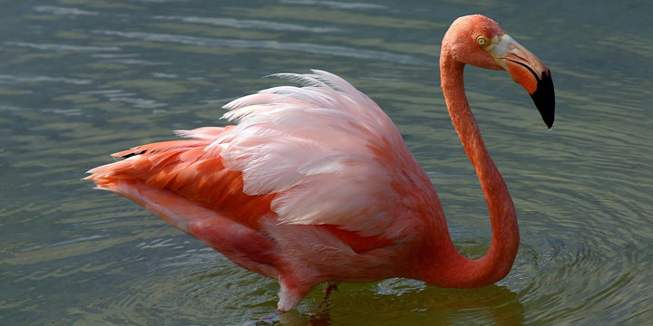 American-flamingo American Flamingo