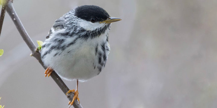 Blackpoll Warbler