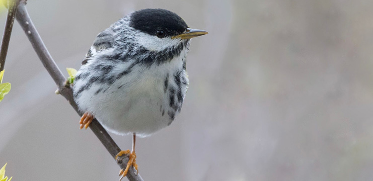 Blackpoll Warbler