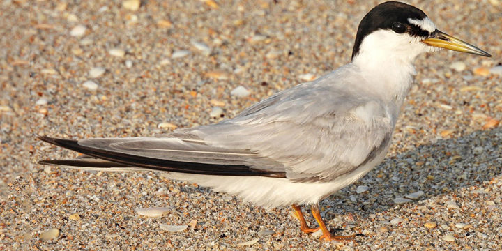 least-tern Least Tern