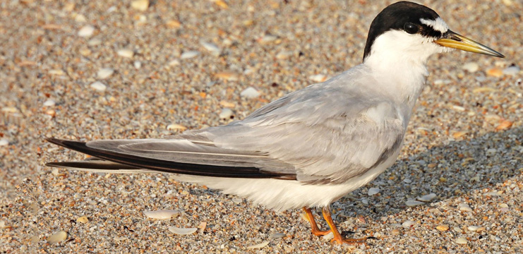 Least Tern