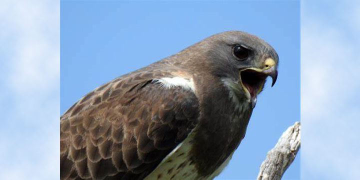 Swainson’s Hawk