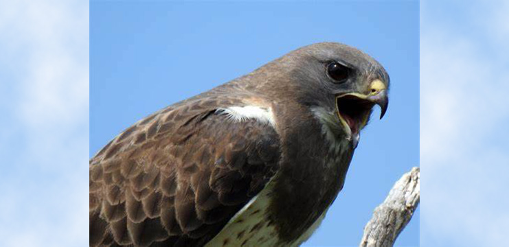 Swainson’s Hawk