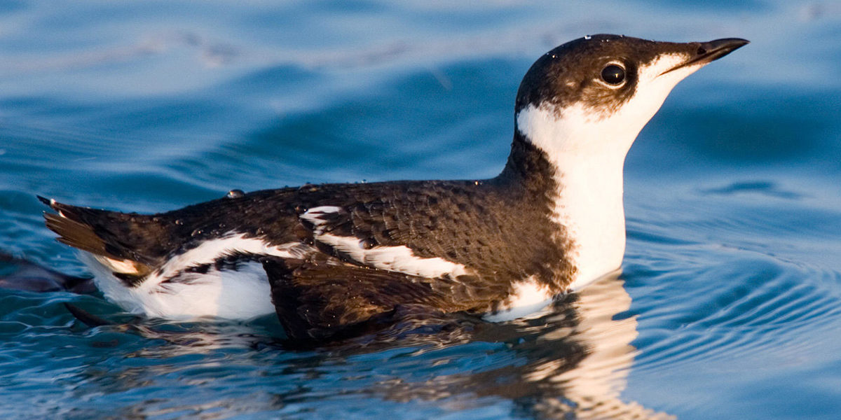 marbeled-murrelet Marbled Murrelet