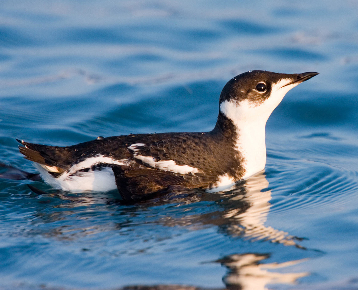 Marbled Murrelet