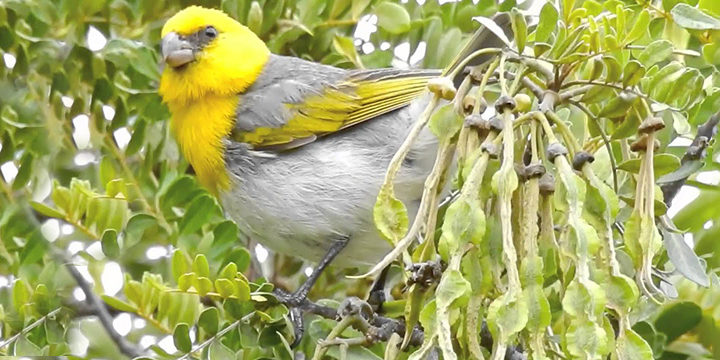 Palila in Māmane tree by Alexander Clark