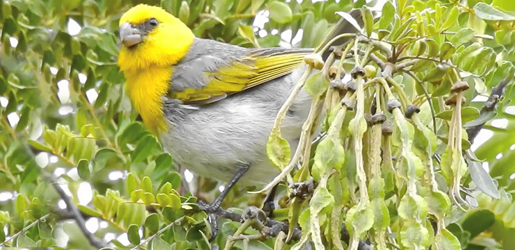 Palila in Māmane tree by Alexander Clark