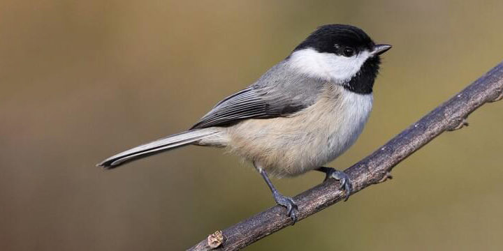 Carolina chickadee
