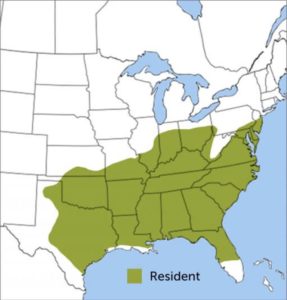 Carolina Chickadee range map by ABC