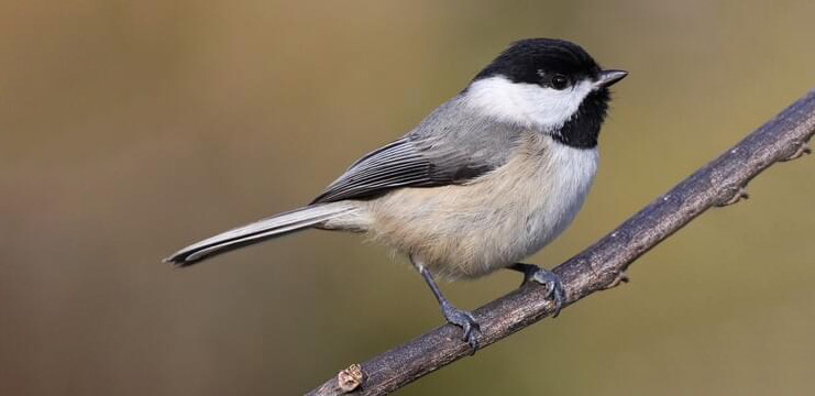 Carolina chickadee