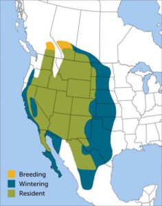 Prairie Falcon Region Map