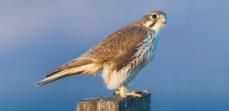 Prarie falcon