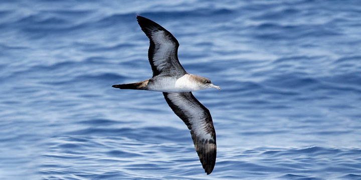 Wedge-tailed Shearwater