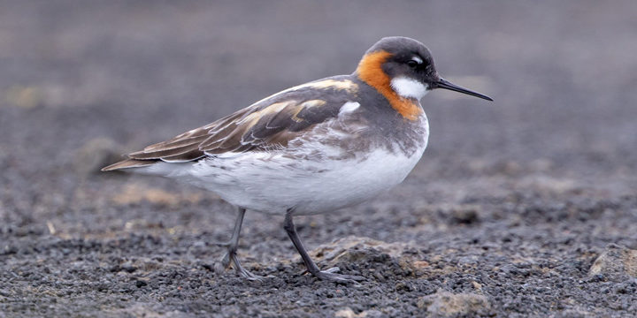 Red-necked-phalarope Red-necked Phalarope