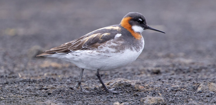 Red-necked Phalarope