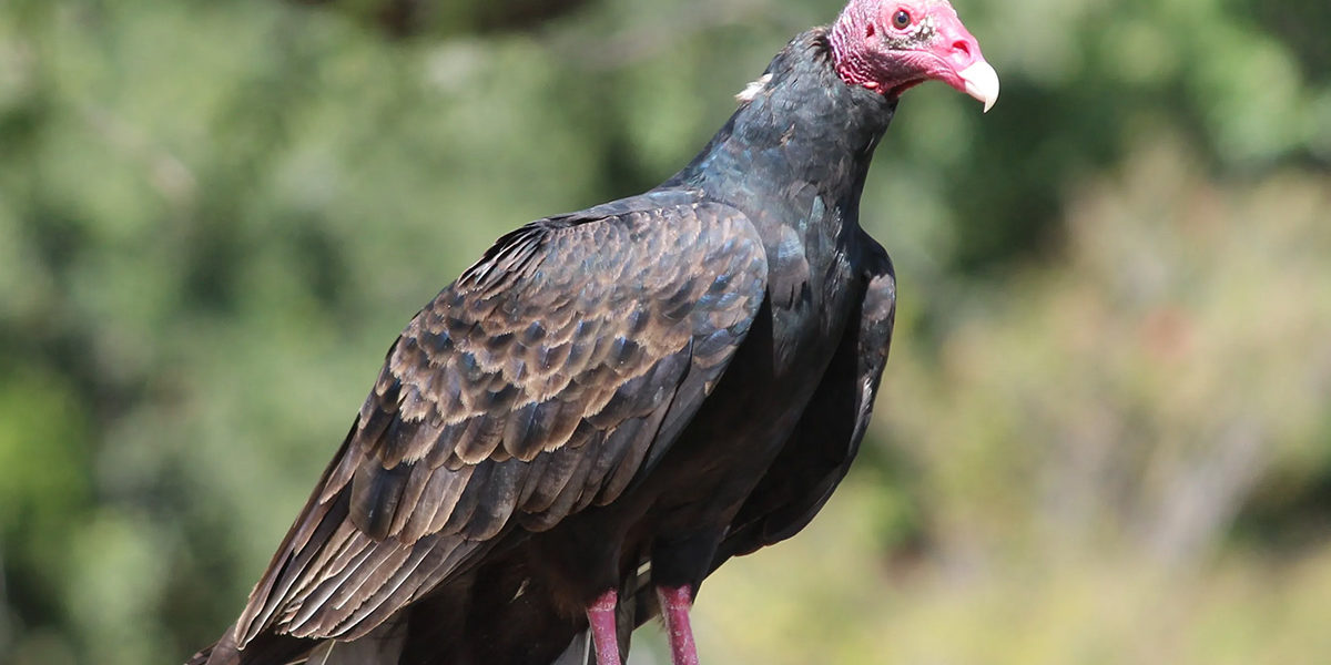 Turkey Vulture by Holly Kuchera, Shutterstock