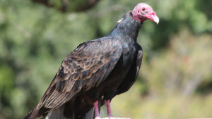 Turkey Vulture by Holly Kuchera, Shutterstock