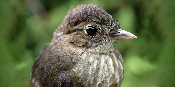 Cundinamarca Antpitta
