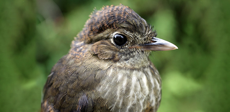 Cundinamarca Antpitta
