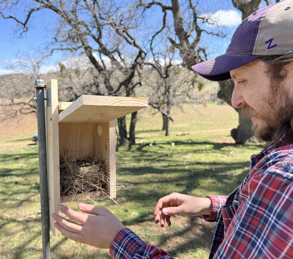 Steven Pestana 2022 checking nest box at Indian Hill Ranch