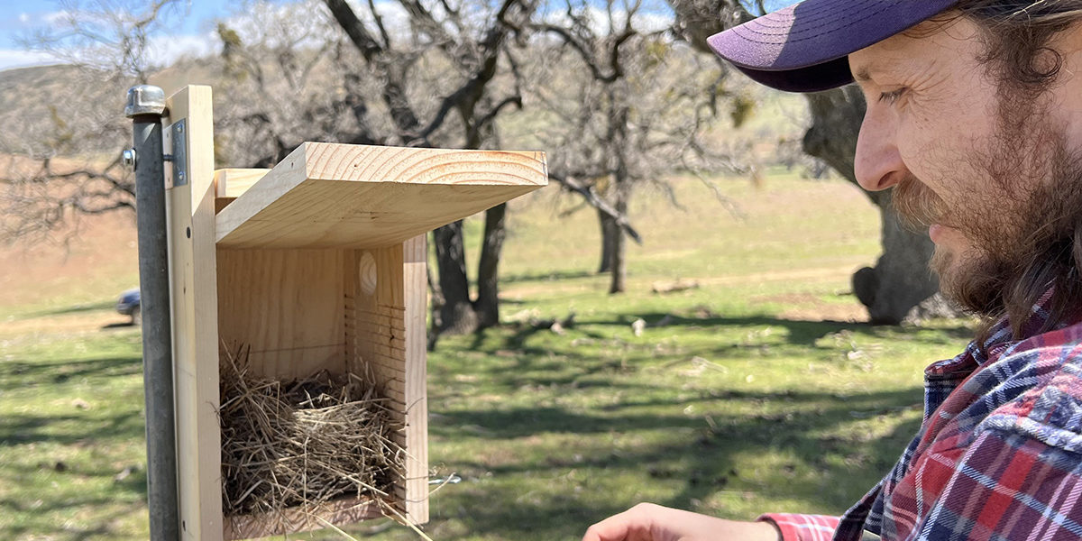 Steven Pestana 2022 checking nest box at Indian Hill Ranch