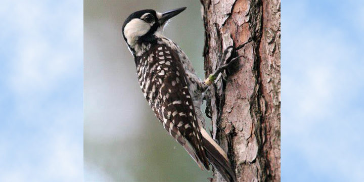 red-cockaded-woodpecker Red-cockaded Woodpecker