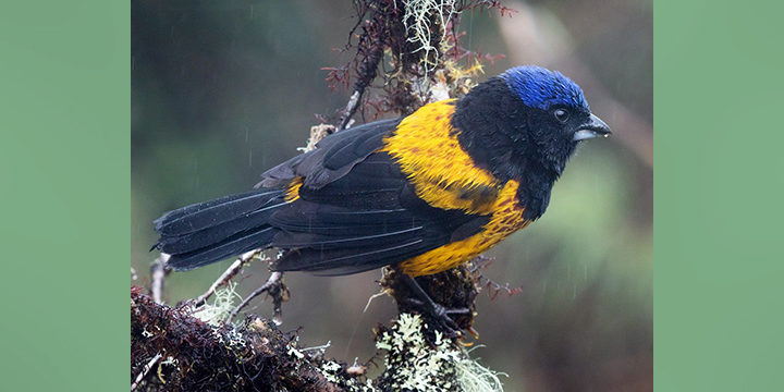 Golden-backed-Mountain-tanager Golden-backed Mountain-tanager