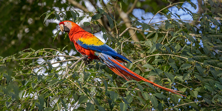 Scarlet Macaw