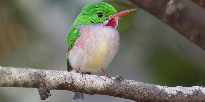 Broad-billed Tody