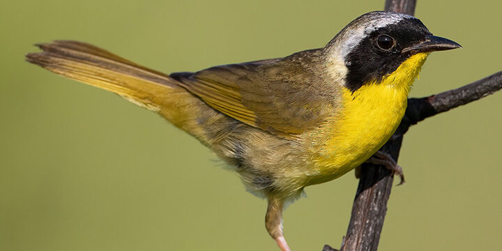 Common yellowthroat