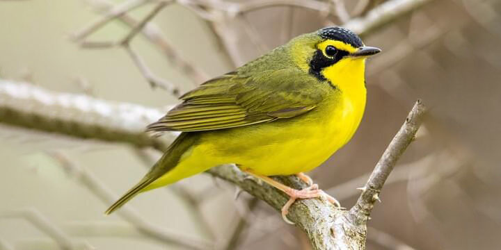 Kentucky Warbler