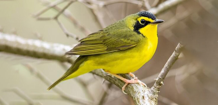 Kentucky Warbler