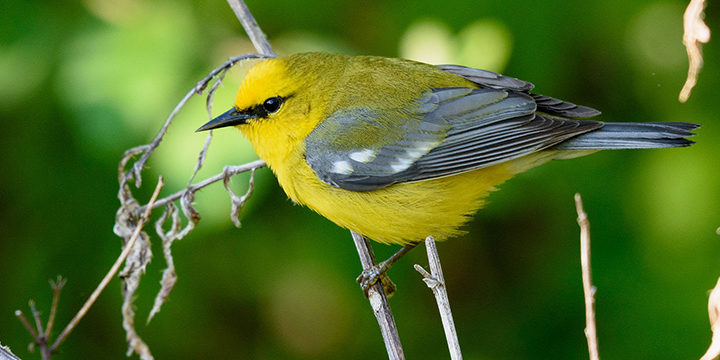 blue-winged-warbler Blue-winged Warbler