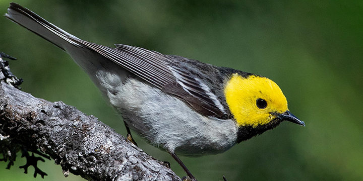 A Hermit Warbler on its winter grounds in Chiapas, Mexico. Photo by Daniel J. Lebbin.