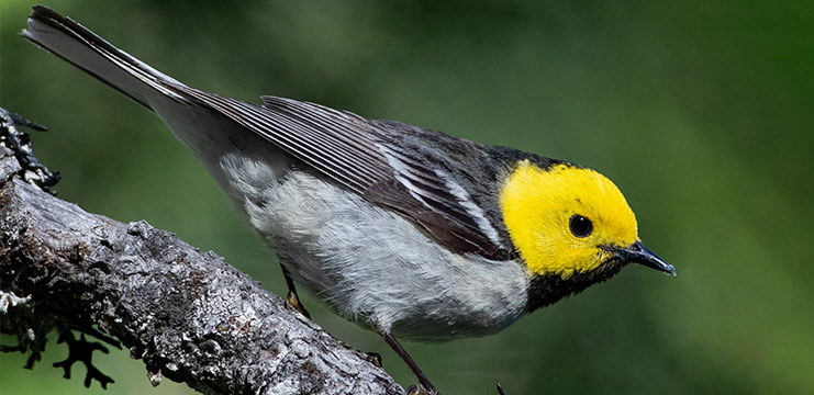 A Hermit Warbler on its winter grounds in Chiapas, Mexico. Photo by Daniel J. Lebbin.
