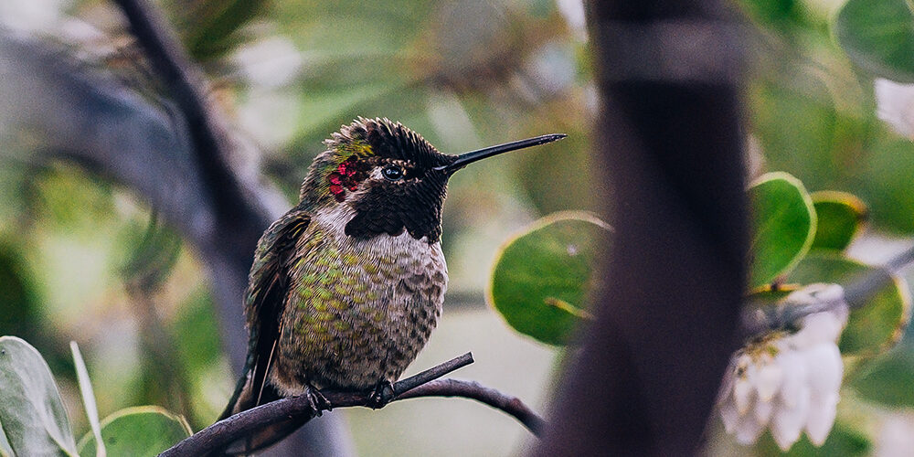 A colorful hummingbird rests on a small branch.
