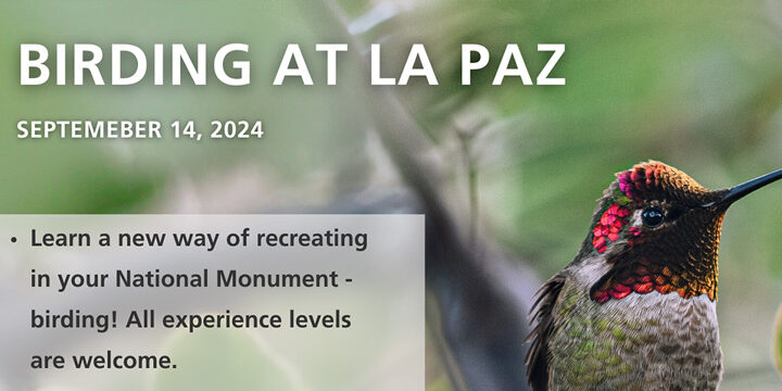 Birdwatch-Tour-header Birding at La Paz