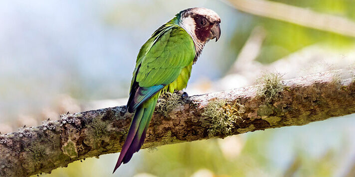 Gray-breasted Parakeet