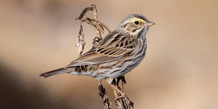 Savannah Sparrow