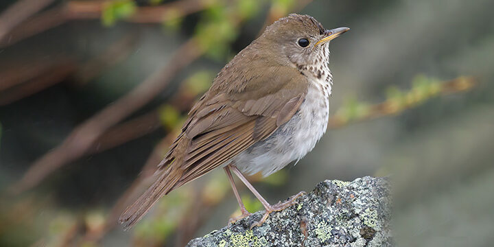 Bicknell’s Thrush