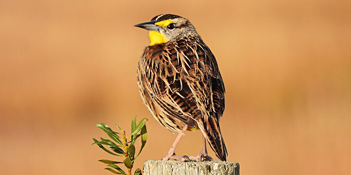 Eastern Meadowlark by William Leaman, Alamy Stock Photo
