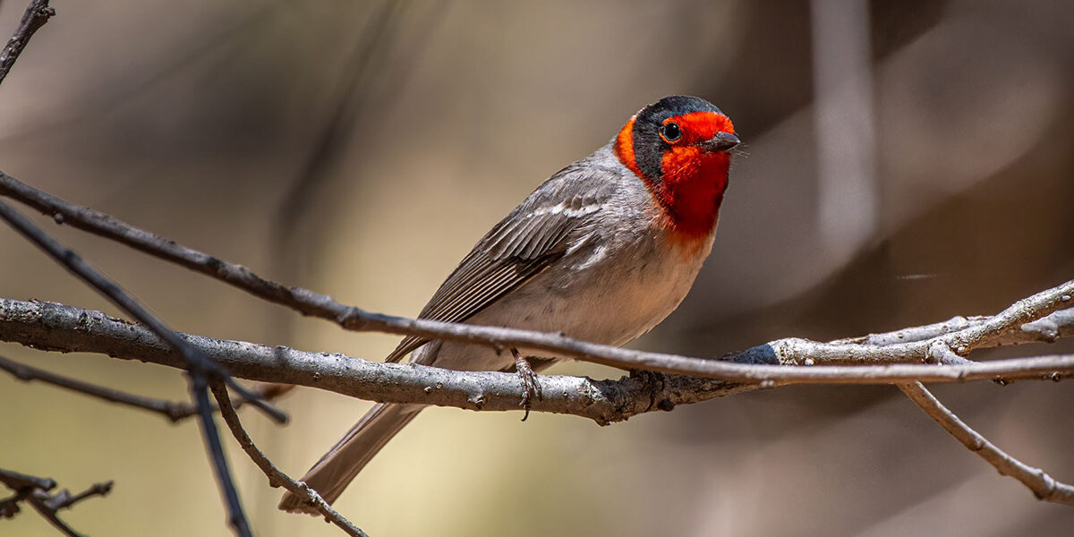 Red-faced Warbler